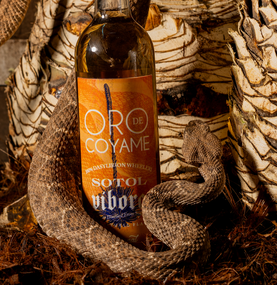 Sotol Vibora
